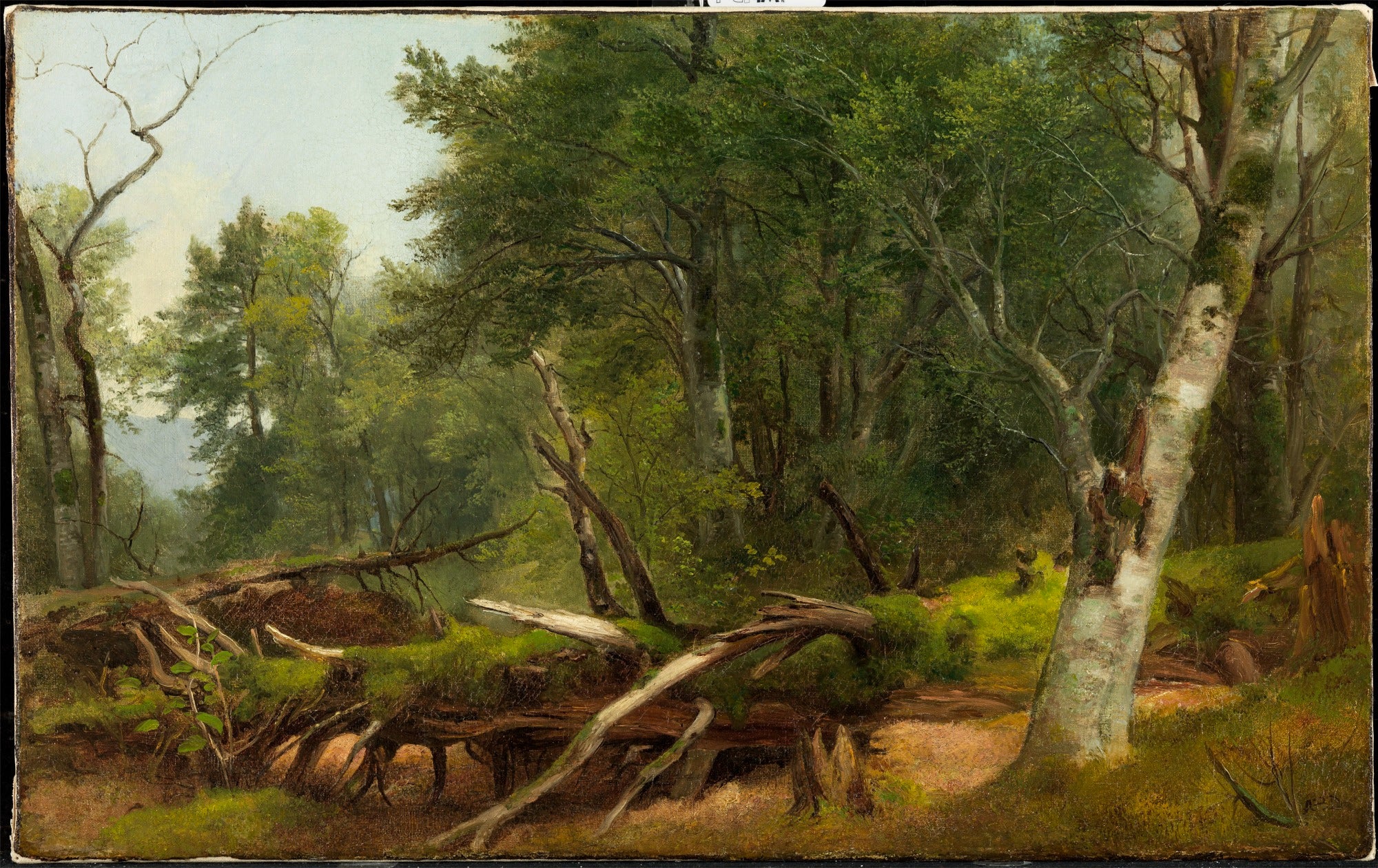 Scène de forêt dans les Catskills - Asher Brown Durand - Alpha Reproduction
