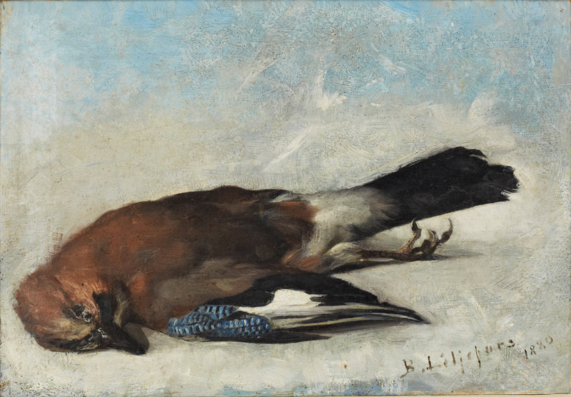 Ghiandaia eurasiatica - Bruno Liljefors