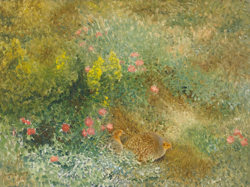 Pernice grigia - Bruno Liljefors