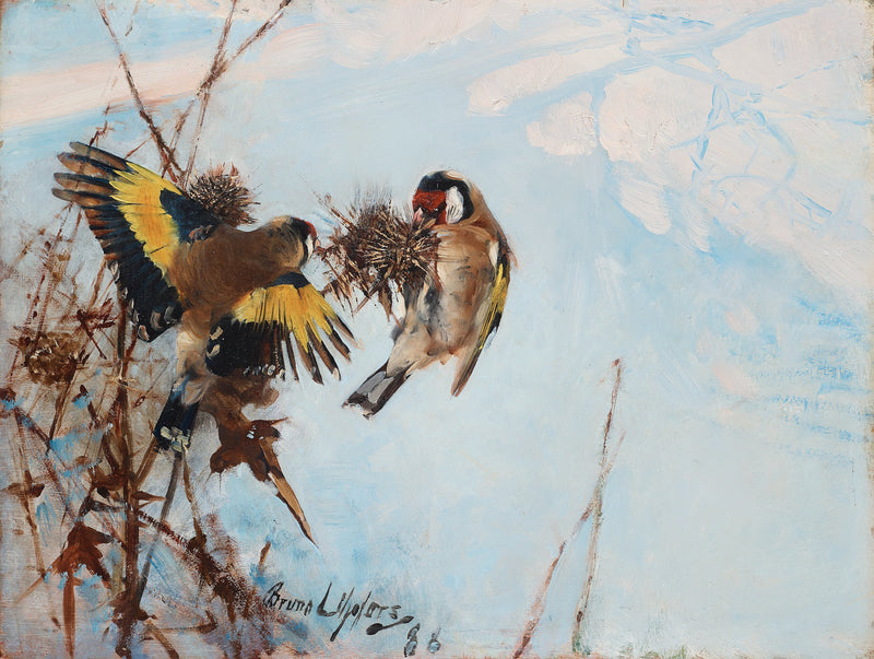 Cardellini eleganti europei - Bruno Liljefors