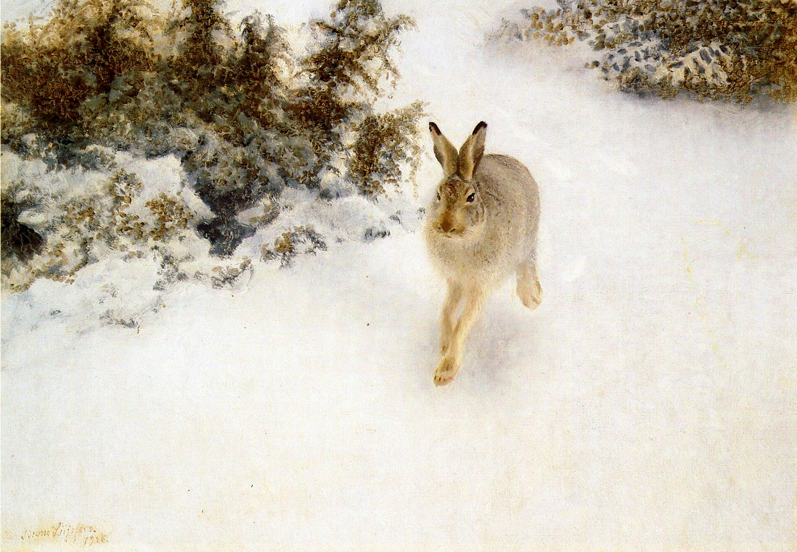Lepre invernale - Bruno Liljefors