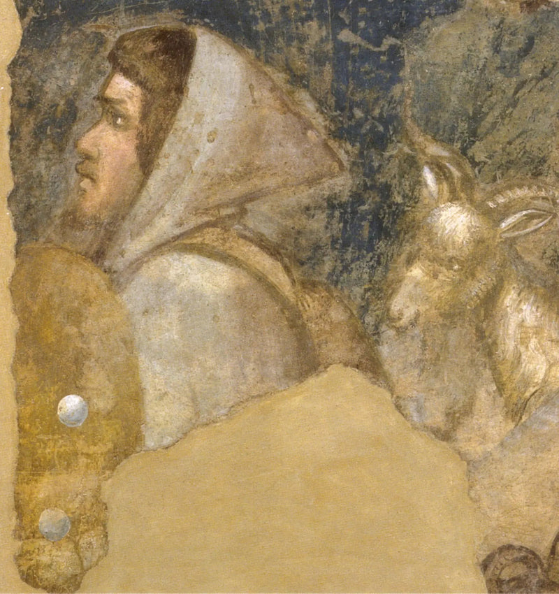 Testa di pastore - Giotto
