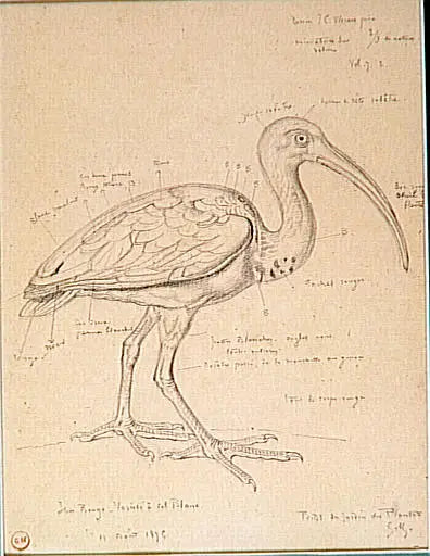 Étude d’un ibis rouge - Gustave Moreau - Alpha Reproduction