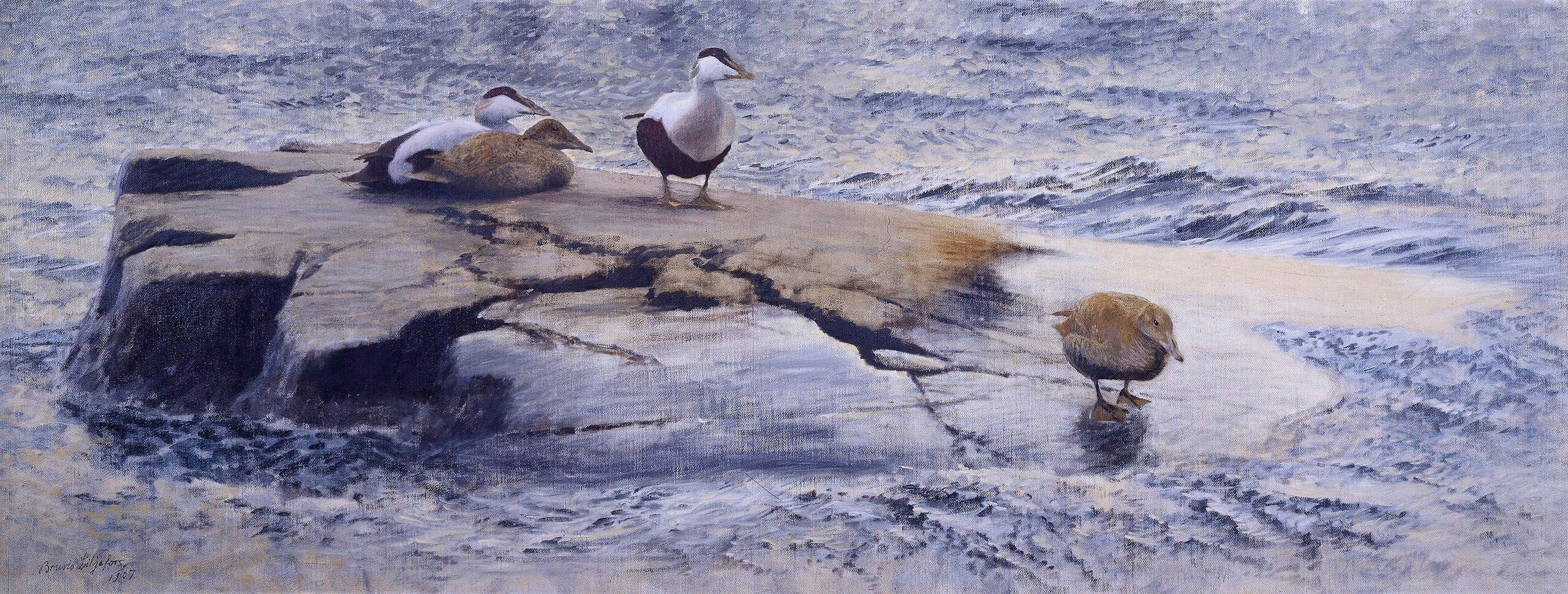 Eiders sullo Skerry - Bruno Liljefors