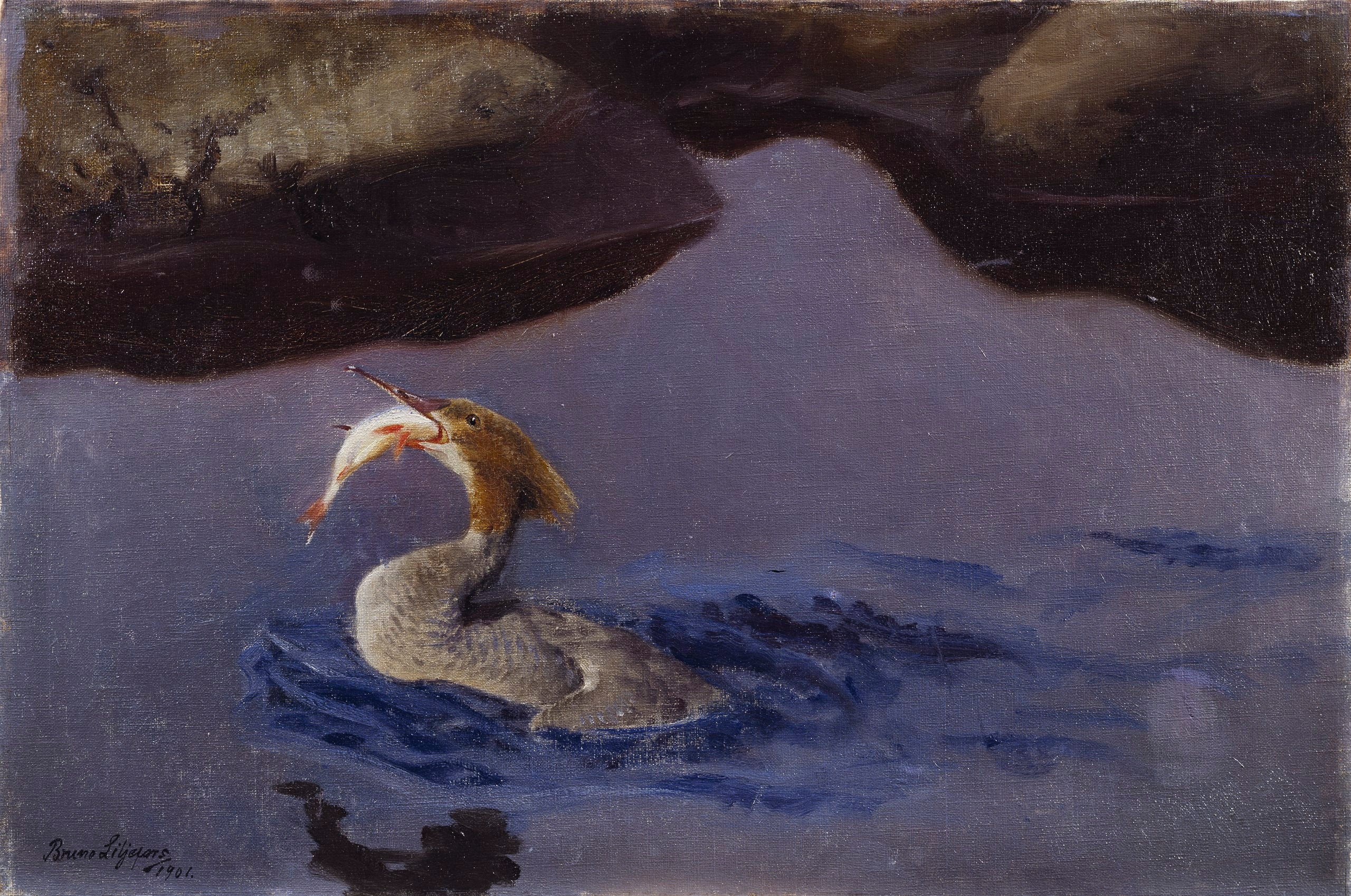 Smergo femmina - Bruno Liljefors
