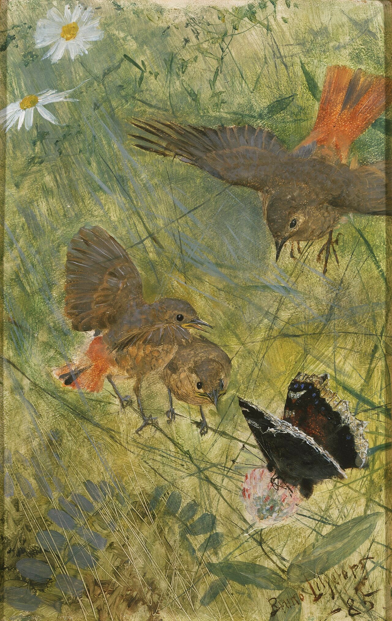 Rougequeues et papillons. Cinq études dans un seul cadre, NM 2223-2227 - Bruno Liljefors