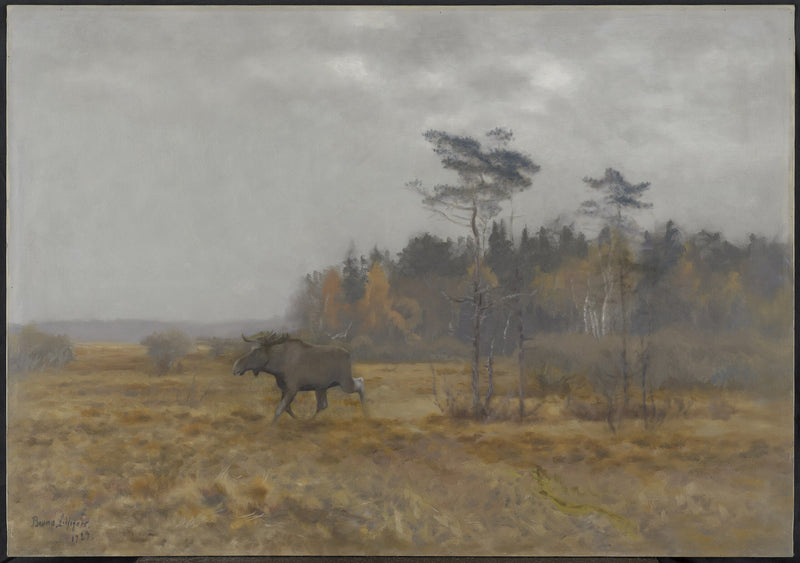 Un alce attraversa una palude in Svezia - Bruno Liljefors