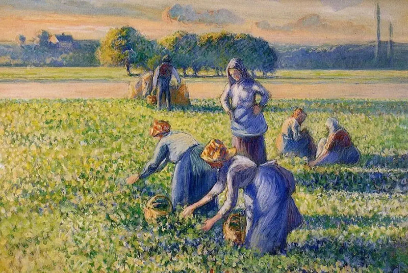 La Raccolta dei piselli - Camille Pissarro