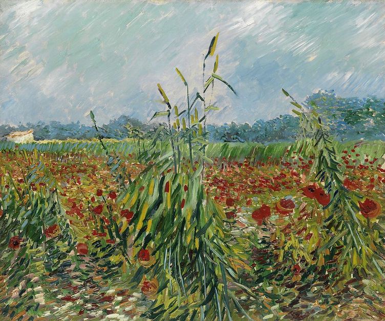 🌾 Spighe verdi di grano – Vincent van Gogh (1888)