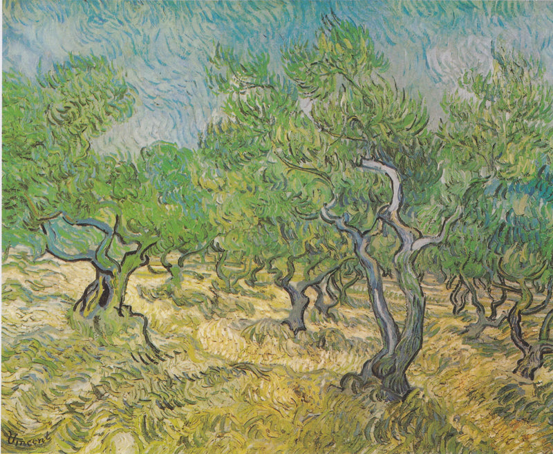 Campo di ulivi - Vincent van Gogh