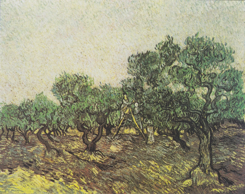 Raccolta delle olive - Vincent van Gogh