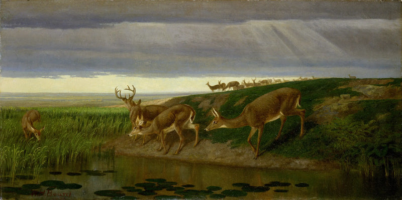 Cerf nella prateria - William Holbrook