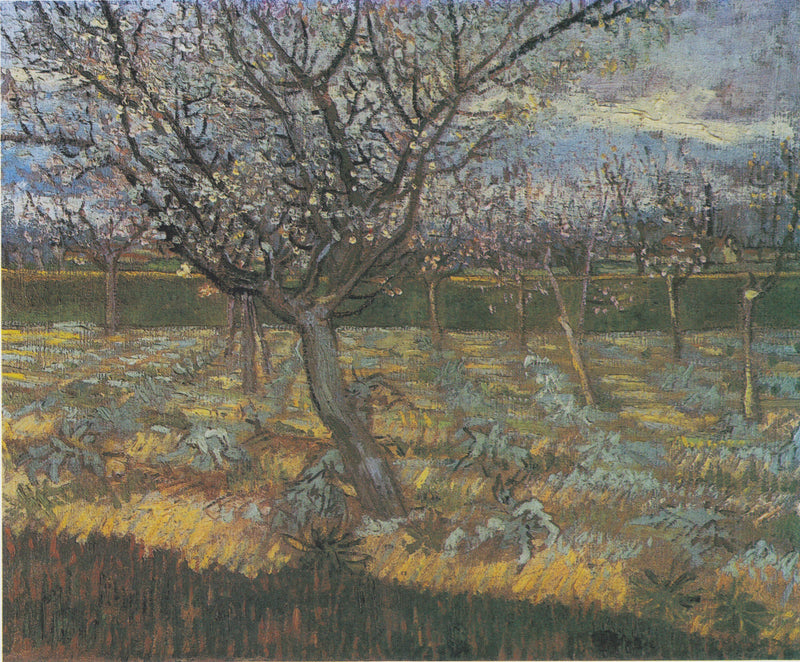Albicocchi in fiore - Vincent van Gogh