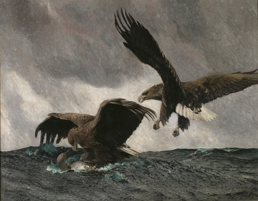 Aquile di mare - Bruno Liljefors
