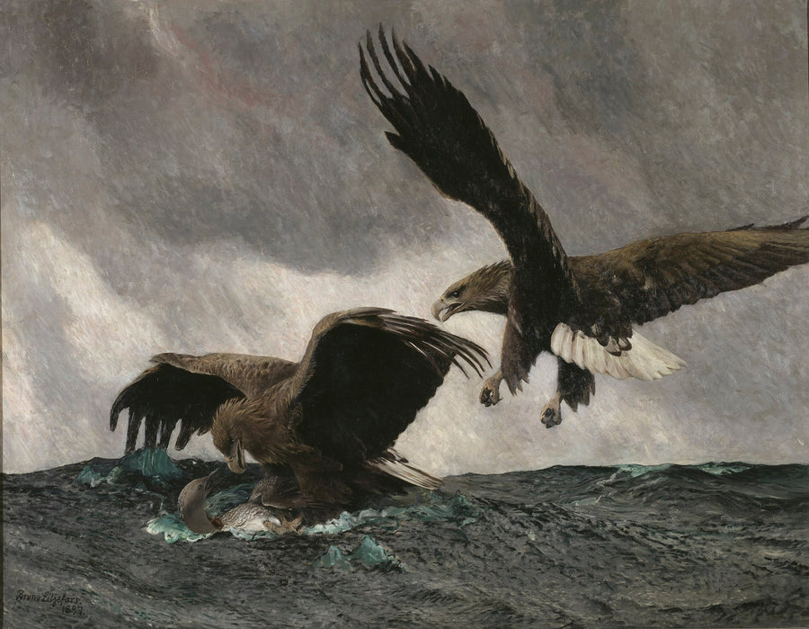 Aquile di mare - Bruno Liljefors
