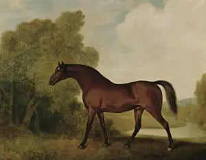 Ambrosio un étalon bai propriété de Thomas Haworth - George Stubbs - Alpha Reproduction