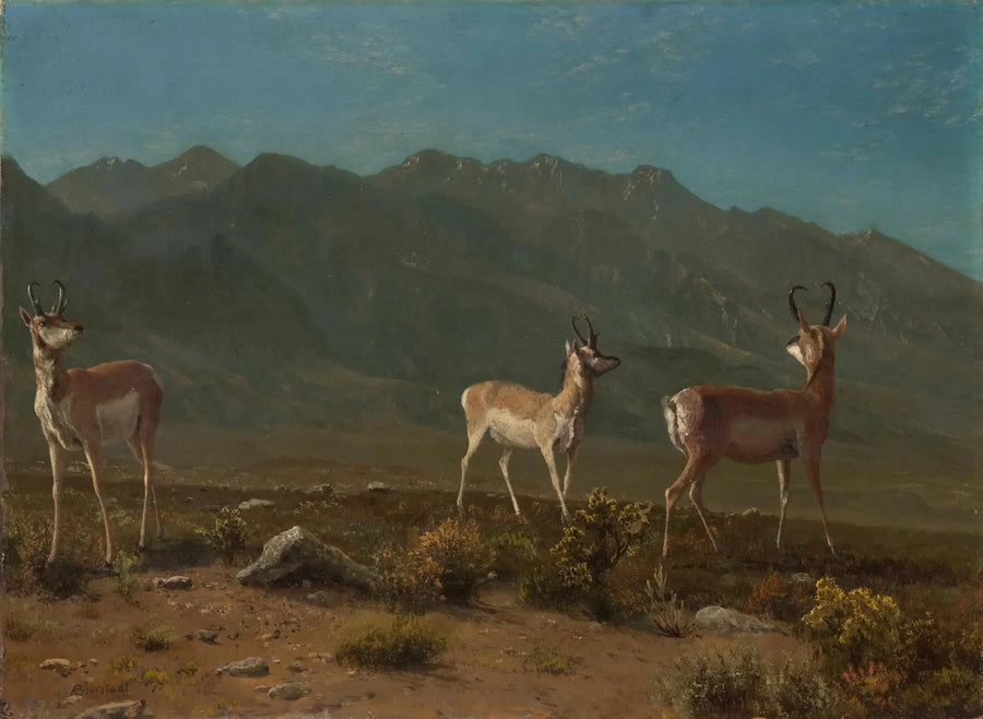 Antilope (Antilope dell'Arizona) - Albert Bierstadt