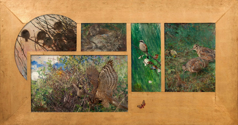 Beccaccia, Averla piccola, Tordo nel nido, Sparviero, Passeri domestici - Bruno Liljefors