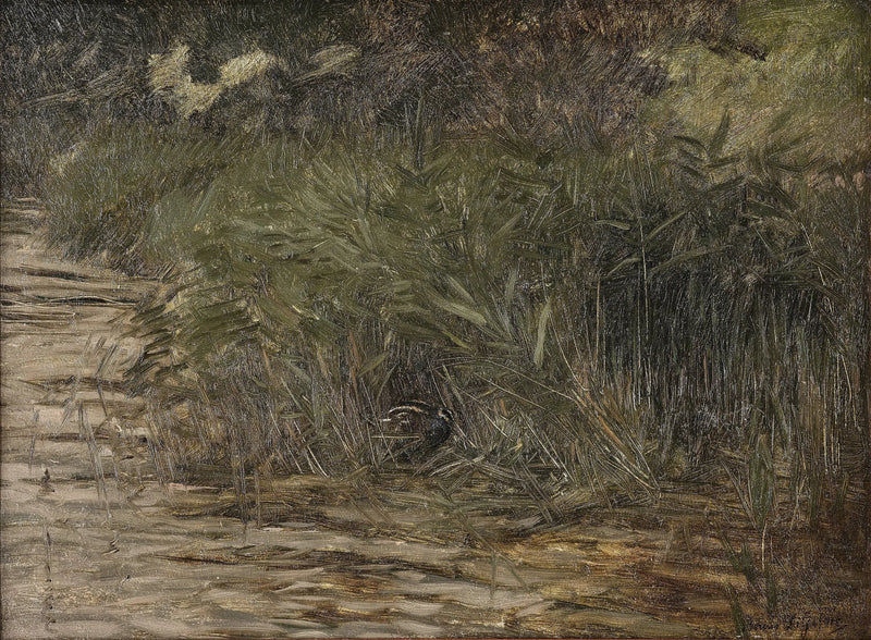 Beccaccia tra le canne - Bruno Liljefors