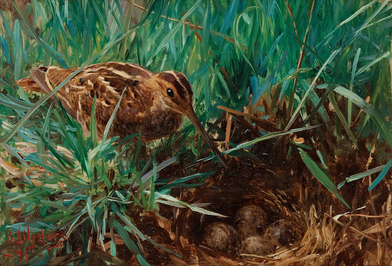 Beccaccino delle paludi nel suo nido - Bruno Liljefors