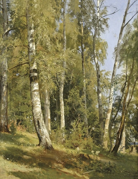 Birch Grove - Ivan Chichkine - Alpha Reproduction