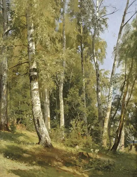Birch Grove - Ivan Chichkine