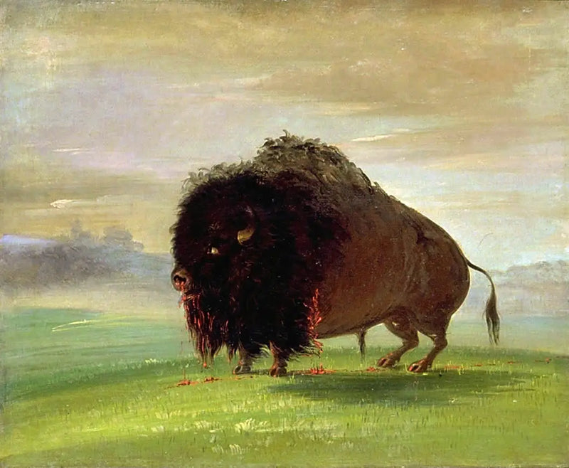 Bison ferito, che versa il suo sangue sui prati - George Catlin