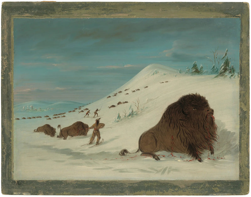 Bison che si lancia nelle cumulate - Sioux - George Catlin