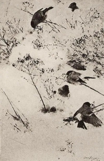 Ciuffolotti nella neve - Bruno Liljefors