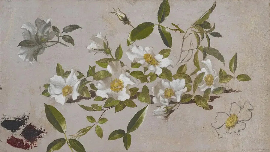 Rami di rose Cherokee - Martin Johnson Heade