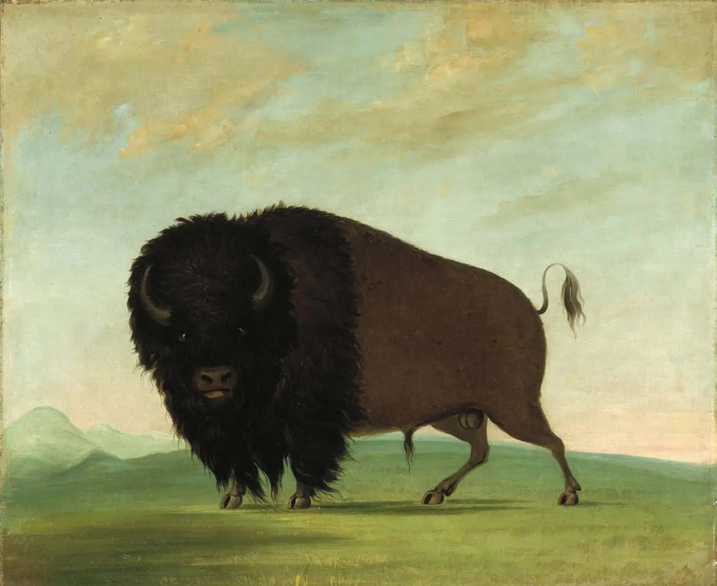 Buffle mâle broutant dans la prairie - George Catlin