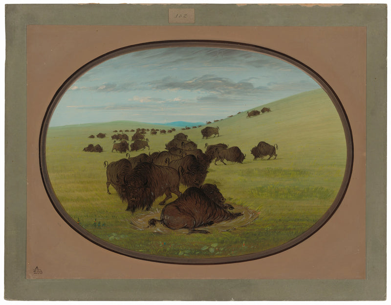 Un buffle se vautre - George Catlin