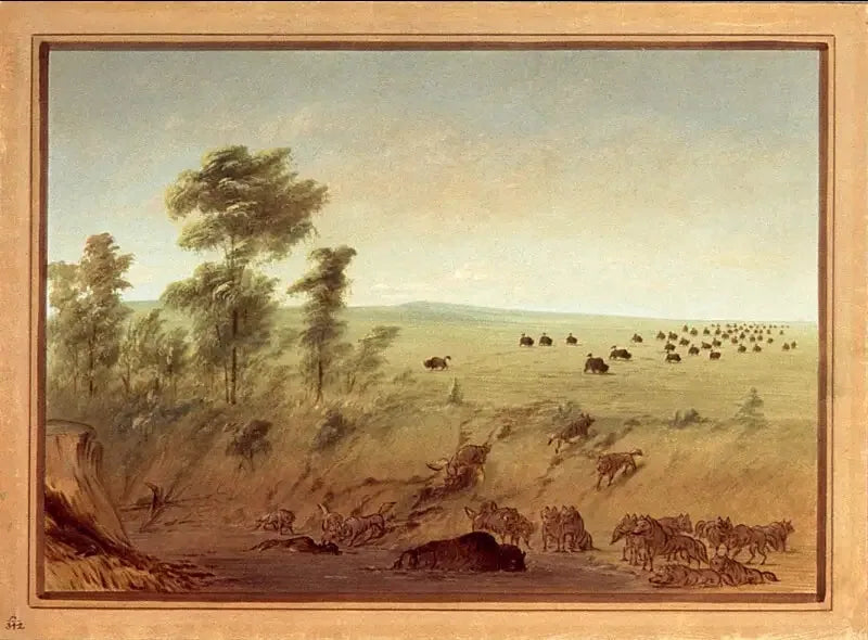 Bufali e lupi intrappolati - George Catlin