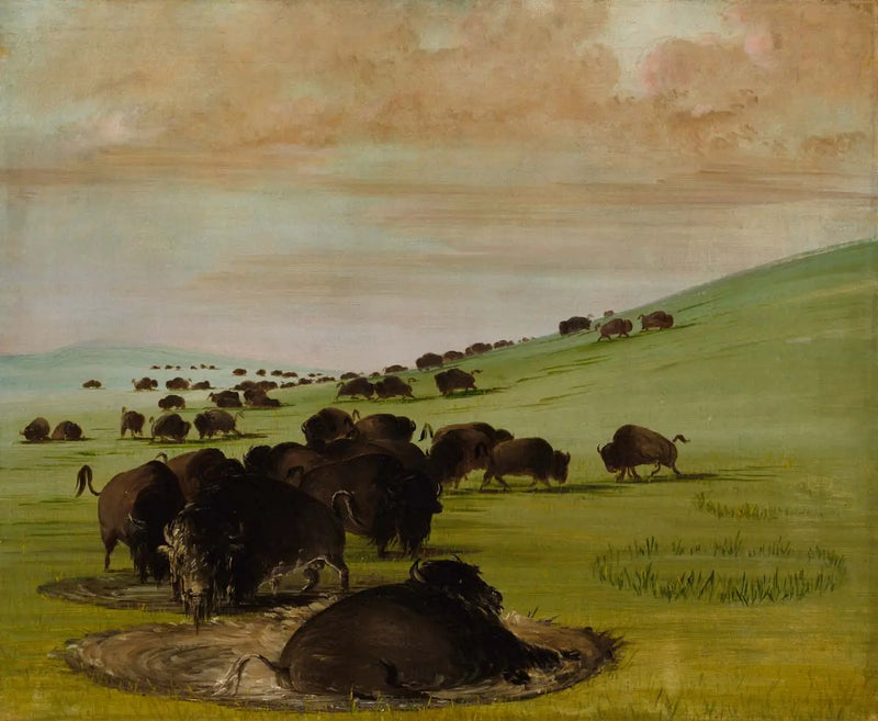 Buffle maschi in una palude - George Catlin