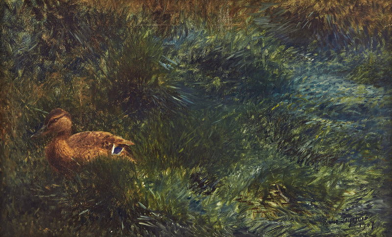 anatra selvatica - Bruno Liljefors