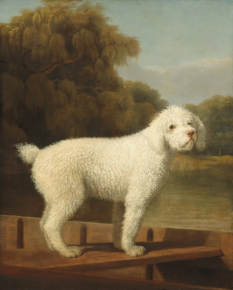Caniche bianco in un Punt - George Stubbs