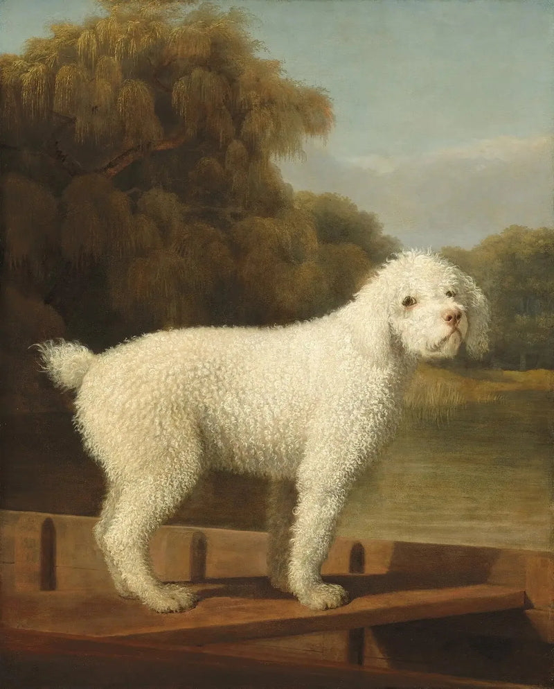 Caniche bianco in un Punt - George Stubbs