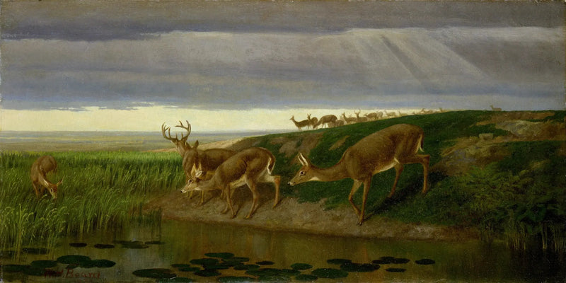 Cerf nella prateria - William Holbrook