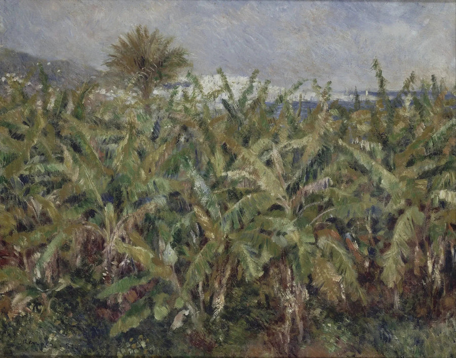 campo di banane - Pierre-Auguste Renoir