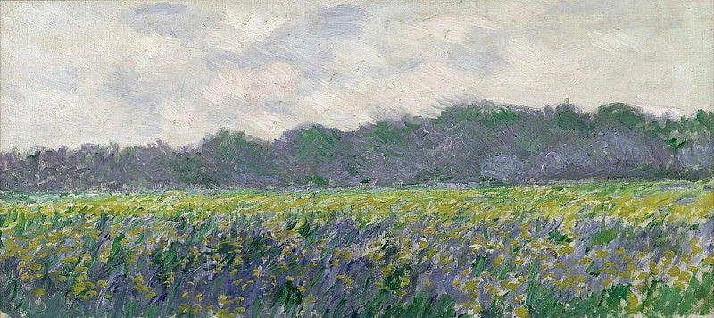 Campo di giaggiolo giallo a Giverny W1137 - Claude Monet