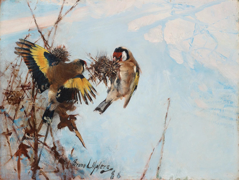Cardellini eleganti europei - Bruno Liljefors