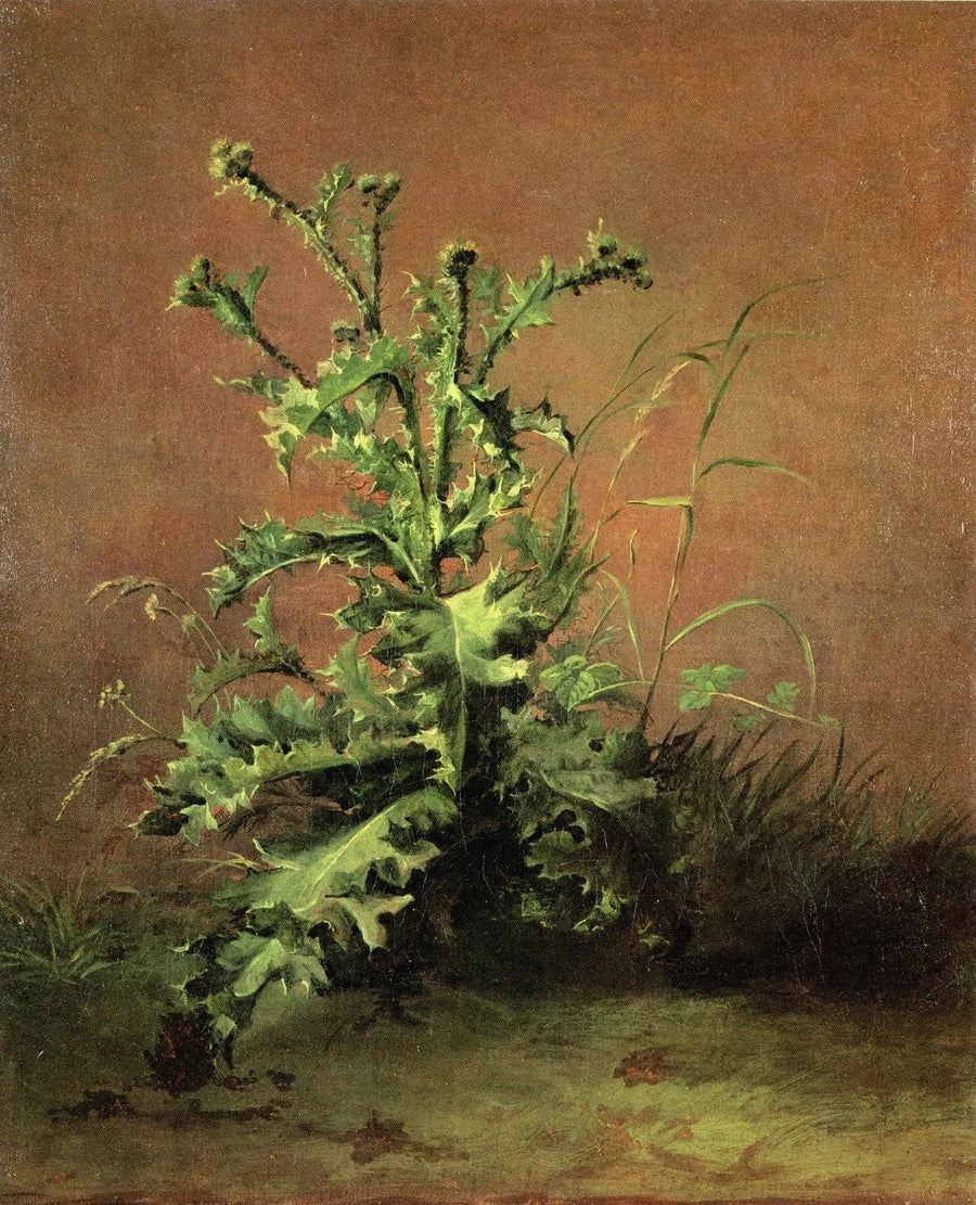Cardo - Édouard Manet