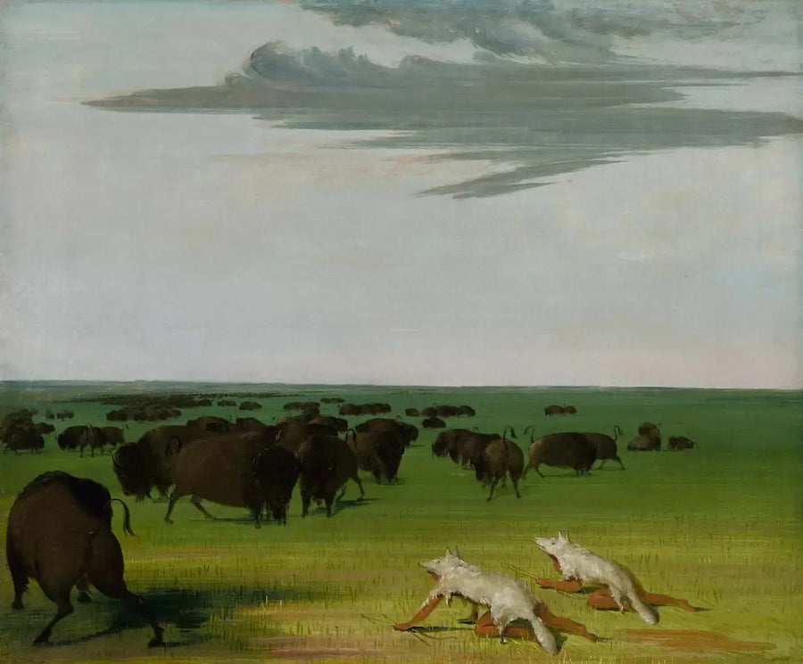 Caccia al bisonte sotto la maschera di pelle di lupo - George Catlin