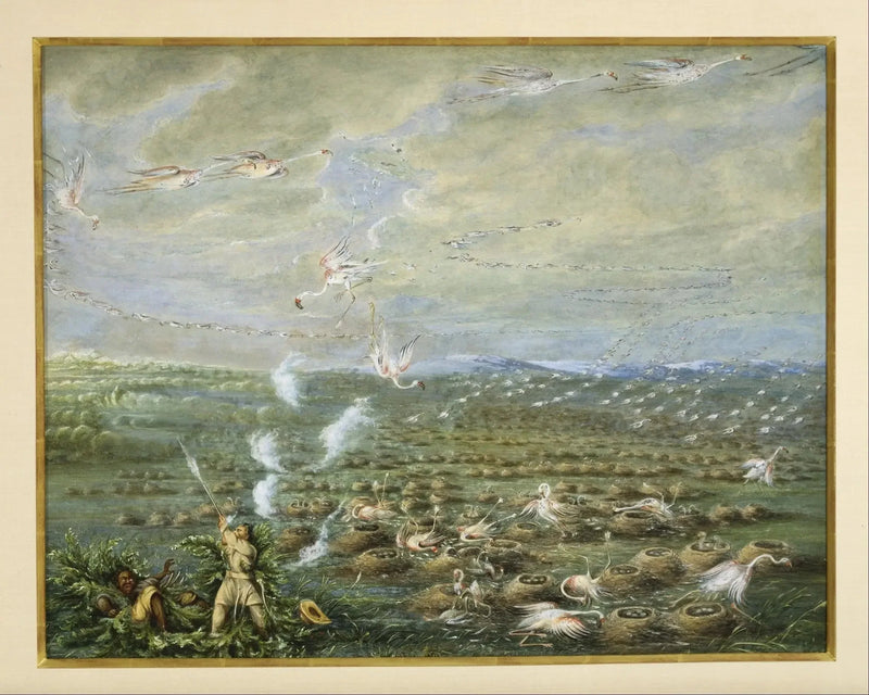 Caccia alle fenicotteri rosa in Sud America - George Catlin