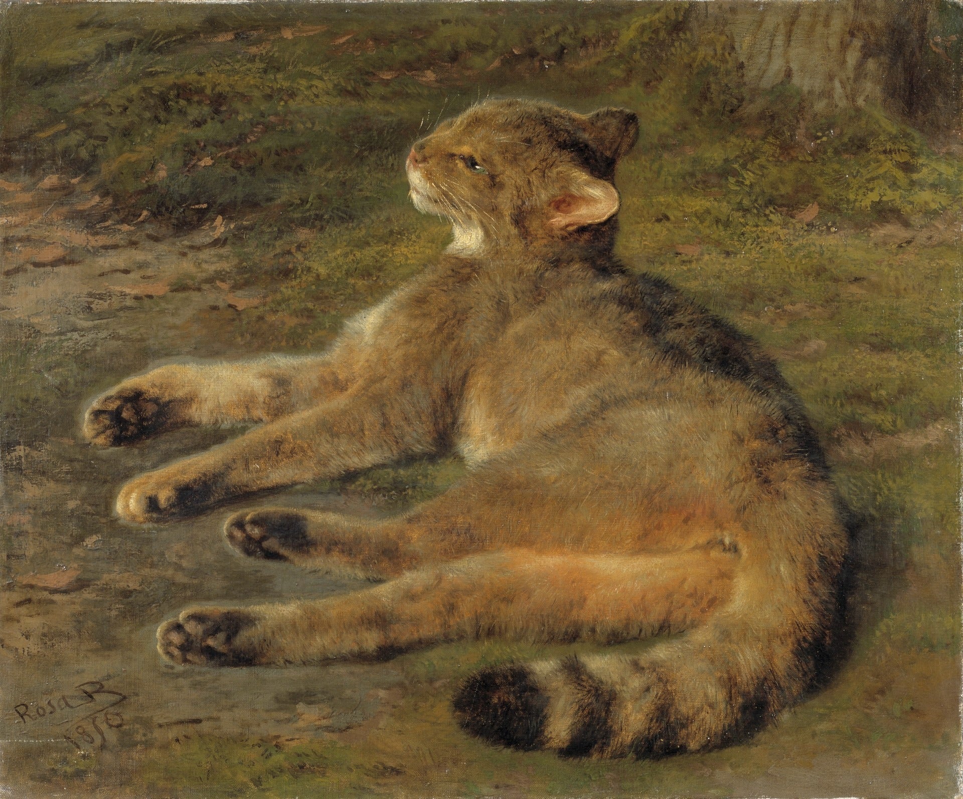 Chat sauvage - Rosa Bonheur - Alpha Reproduction