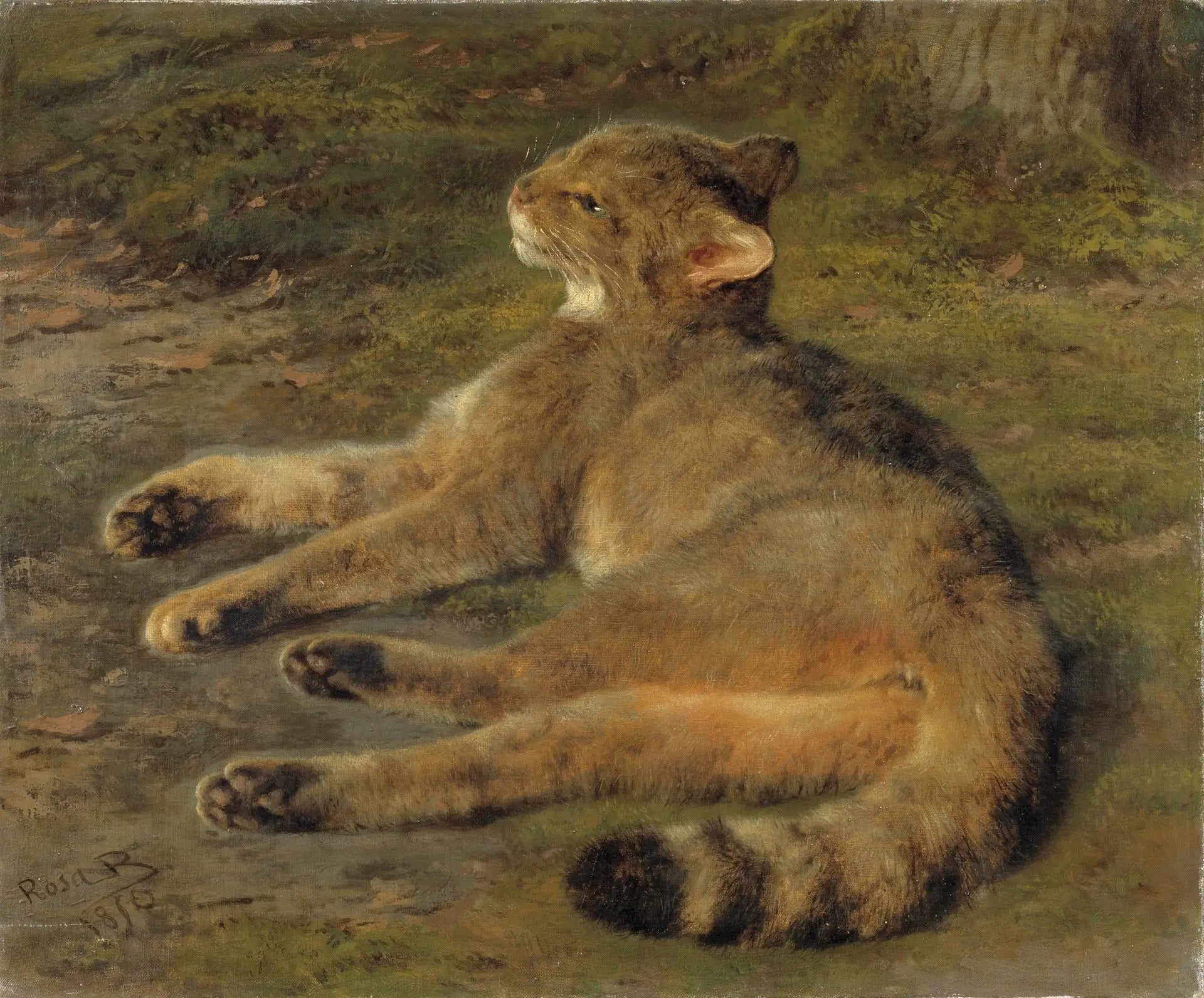 Chat sauvage - Rosa Bonheur - Alpha Reproduction