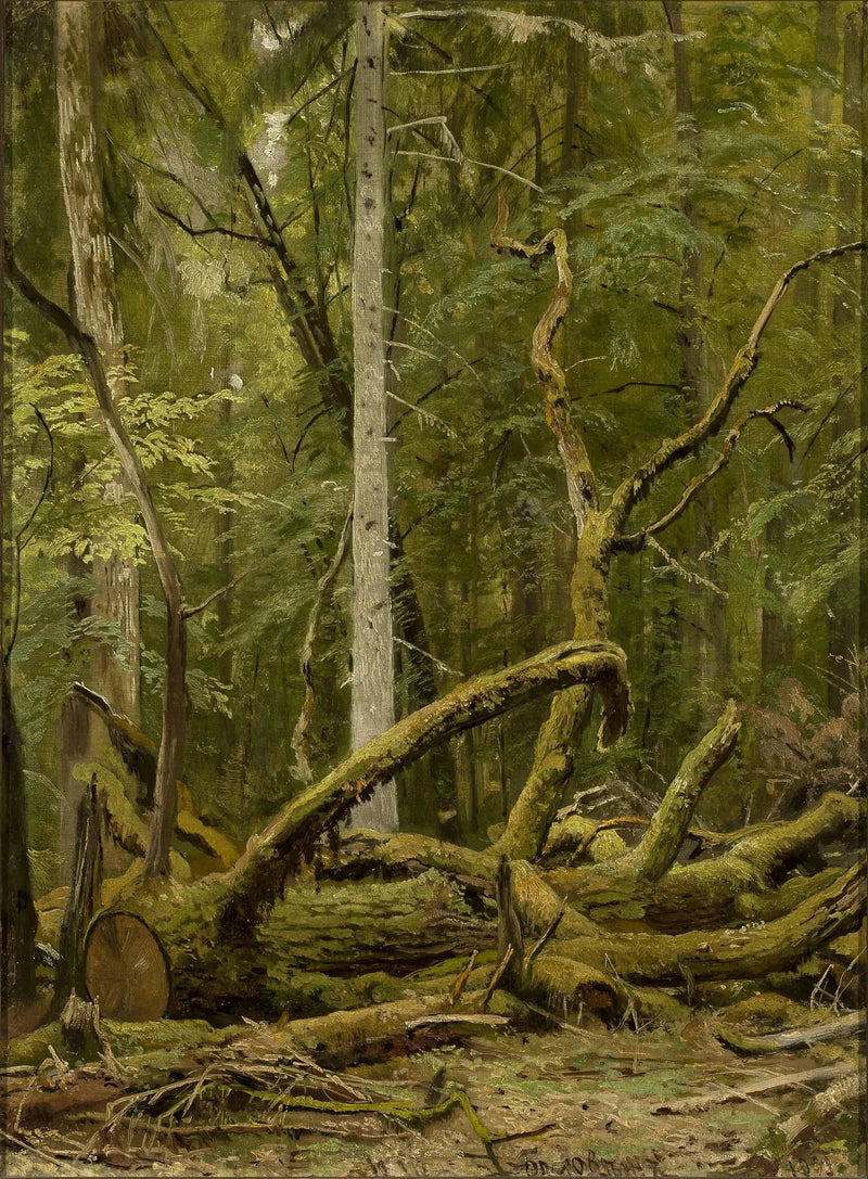 Chêne scié - Ivan Chichkine