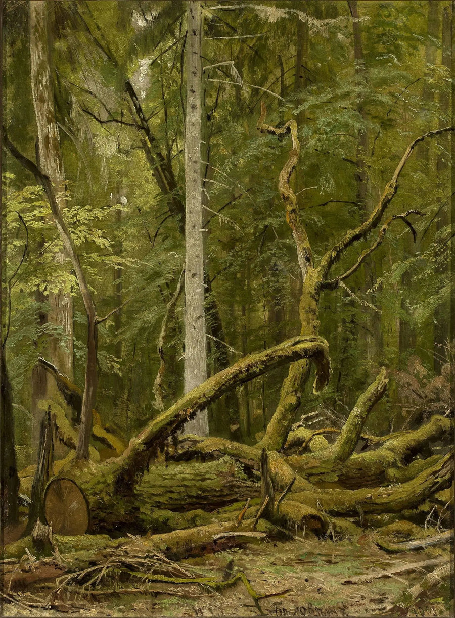 Chêne scié - Ivan Chichkine