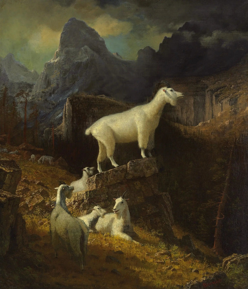 Capre delle Montagne Rocciose - Albert Bierstadt