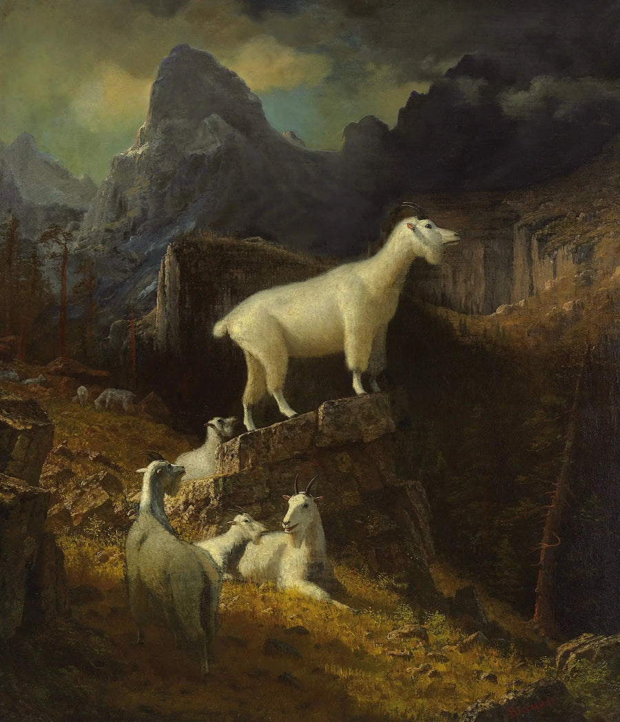 Capre delle Montagne Rocciose - Albert Bierstadt